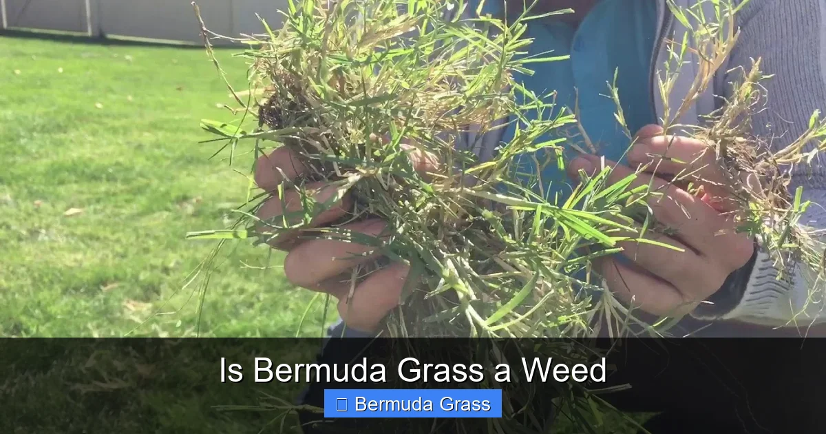 Is Bermuda Grass a Weed