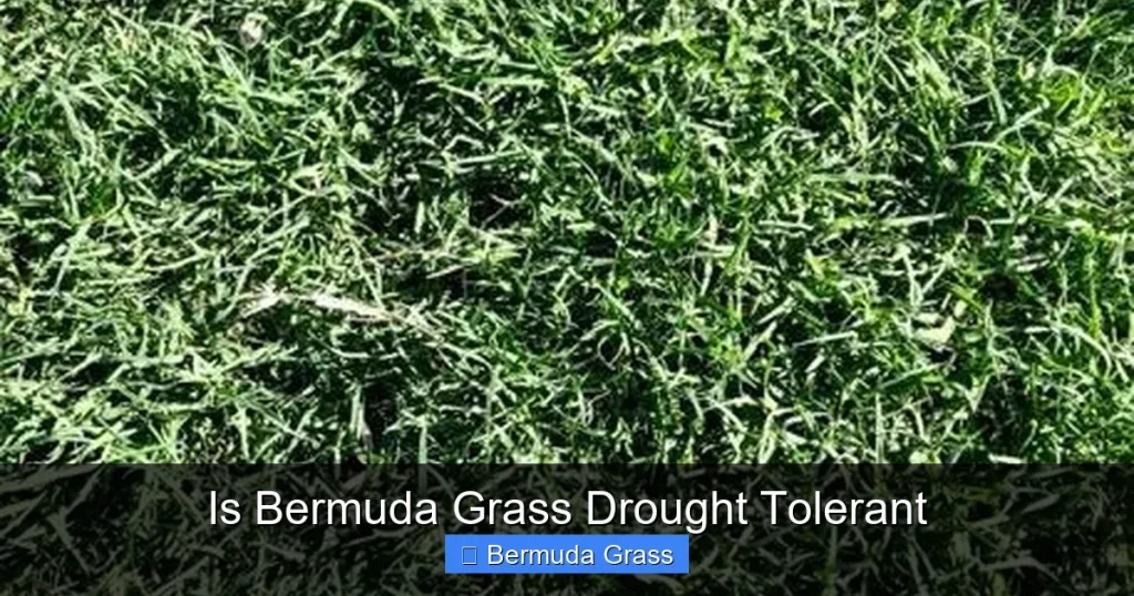 Is Bermuda Grass Drought Tolerant