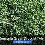 Is Bermuda Grass Drought Tolerant