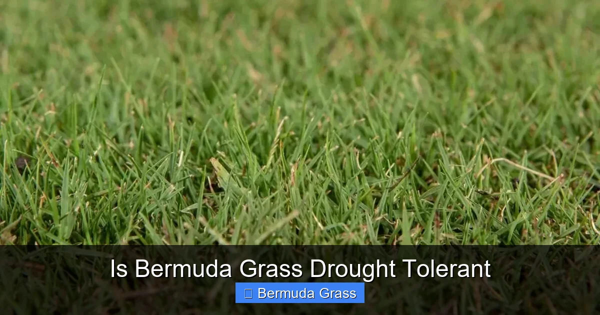 Is Bermuda Grass Drought Tolerant
