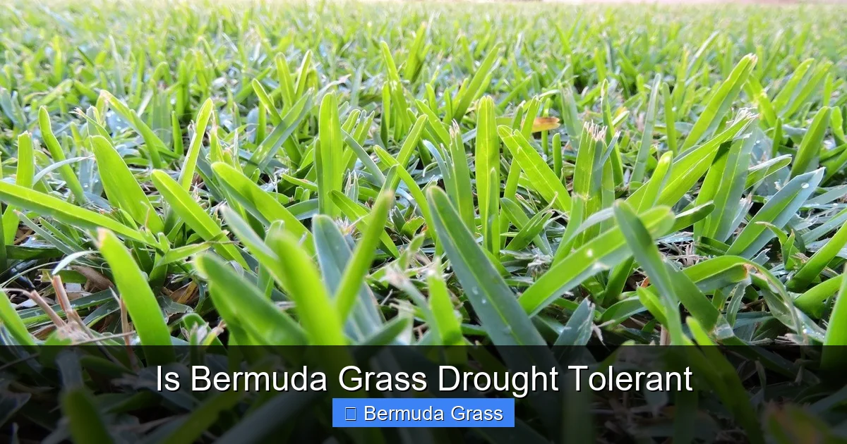 Is Bermuda Grass Drought Tolerant