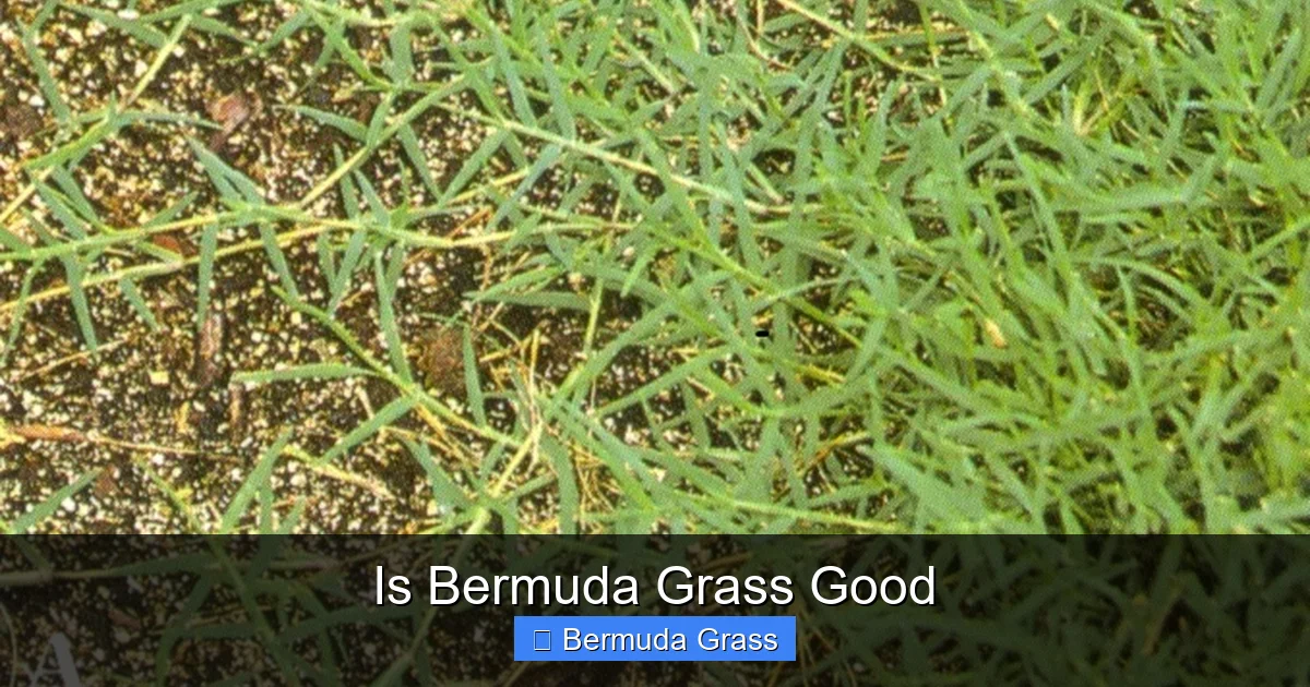 Is Bermuda Grass Good