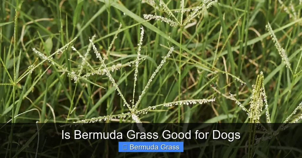 Is Bermuda Grass Good for Dogs