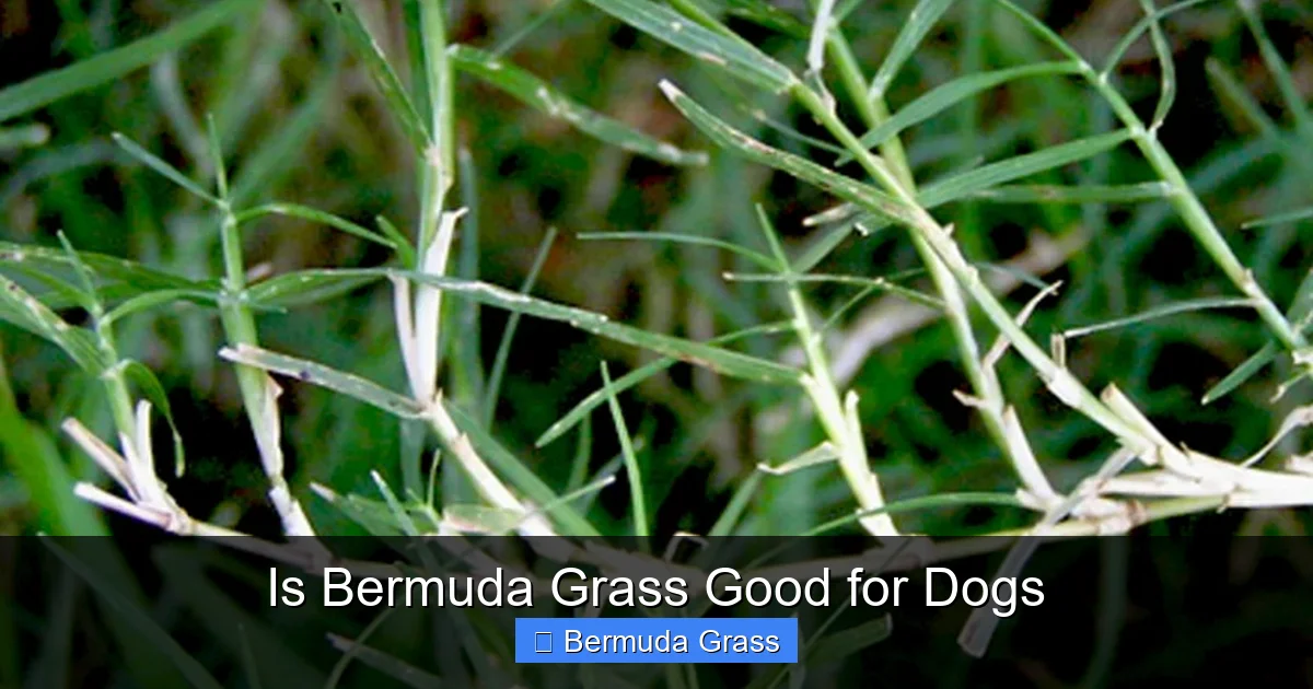 Is Bermuda Grass Good for Dogs