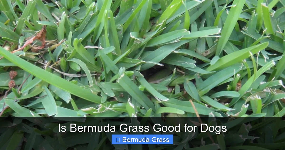 Is Bermuda Grass Good for Dogs