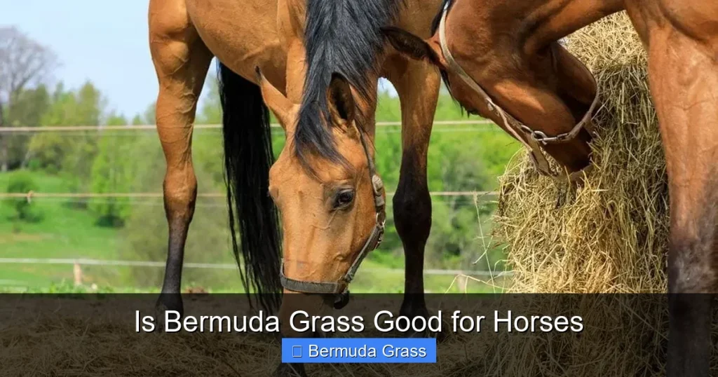 Is Bermuda Grass Good for Horses