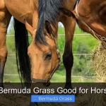Is Bermuda Grass Good for Horses