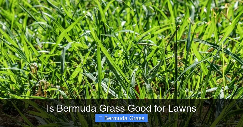 Is Bermuda Grass Good for Lawns