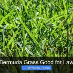 Is Bermuda Grass Good for Lawns