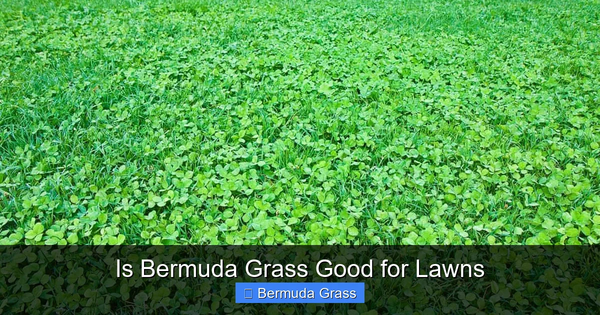 Is Bermuda Grass Good for Lawns