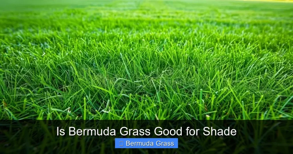 Is Bermuda Grass Good for Shade
