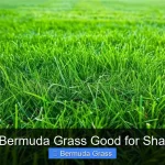 Is Bermuda Grass Good for Shade