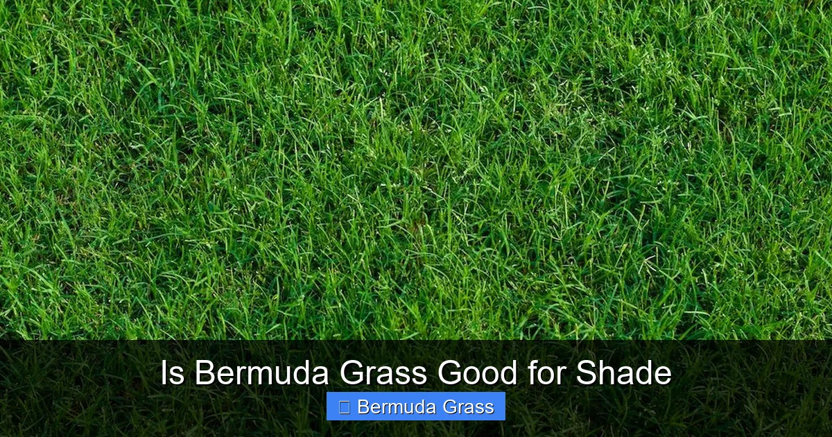 Is Bermuda Grass Good for Shade