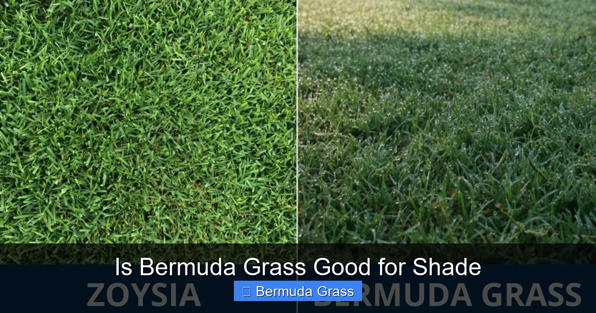Is Bermuda Grass Good for Shade