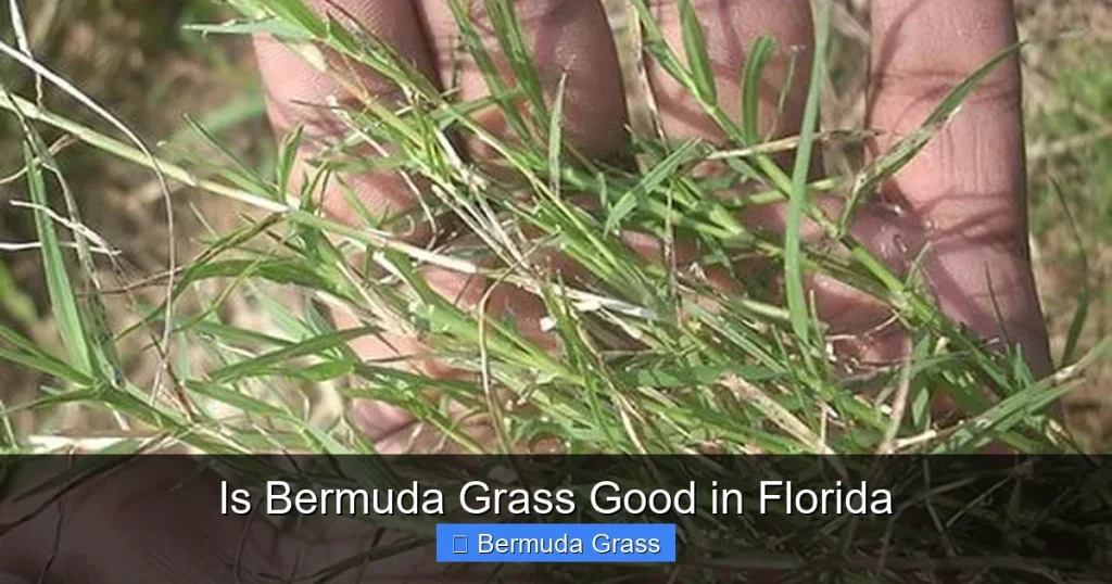Is Bermuda Grass Good in Florida