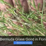 Is Bermuda Grass Good in Florida