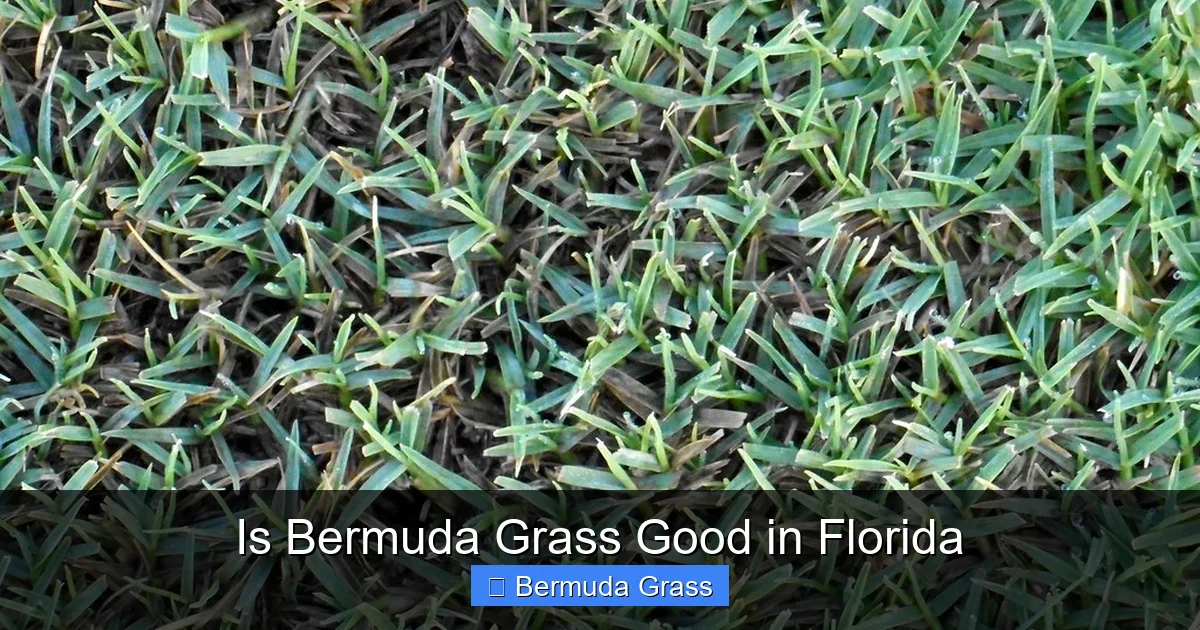 Is Bermuda Grass Good in Florida