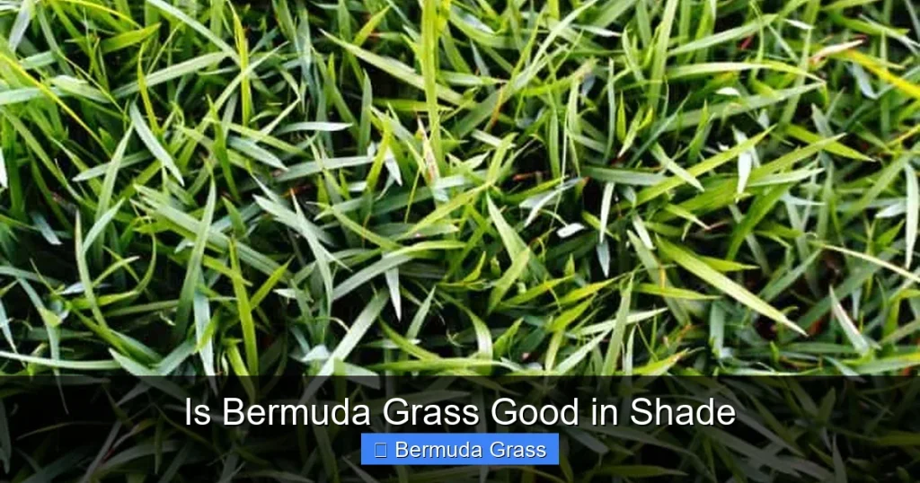 Is Bermuda Grass Good in Shade