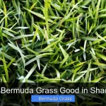 Is Bermuda Grass Good in Shade