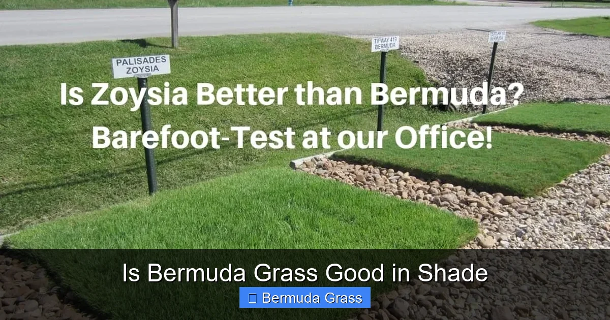 Is Bermuda Grass Good in Shade