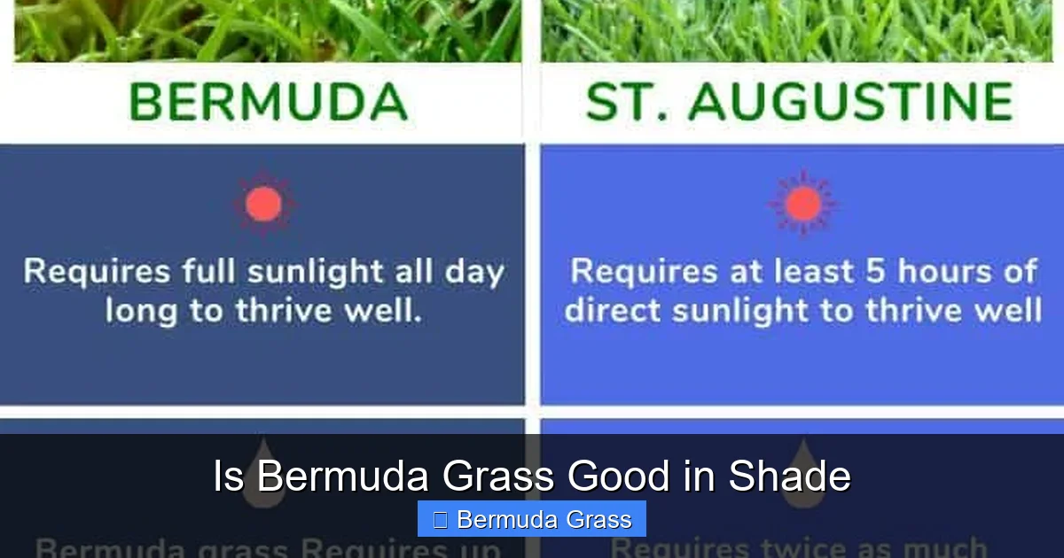 Is Bermuda Grass Good in Shade