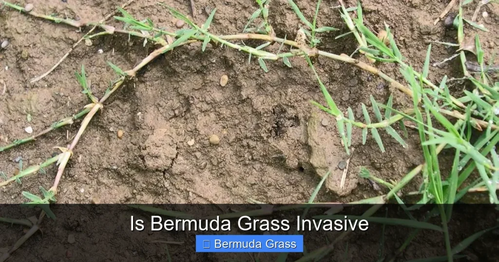 Is Bermuda Grass Invasive