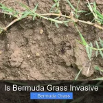 Is Bermuda Grass Invasive