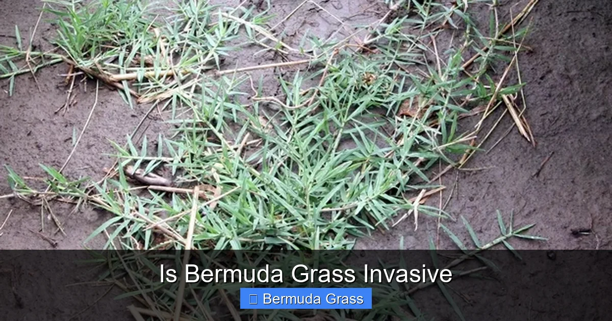 Is Bermuda Grass Invasive