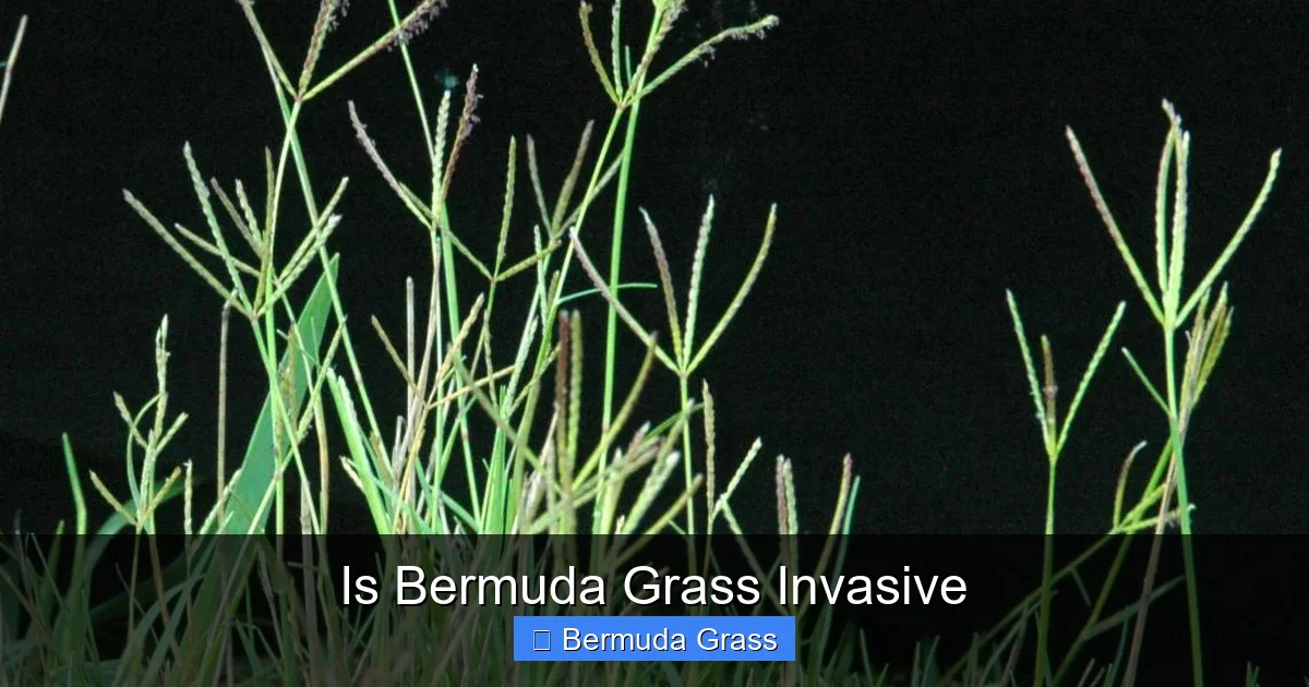 Is Bermuda Grass Invasive