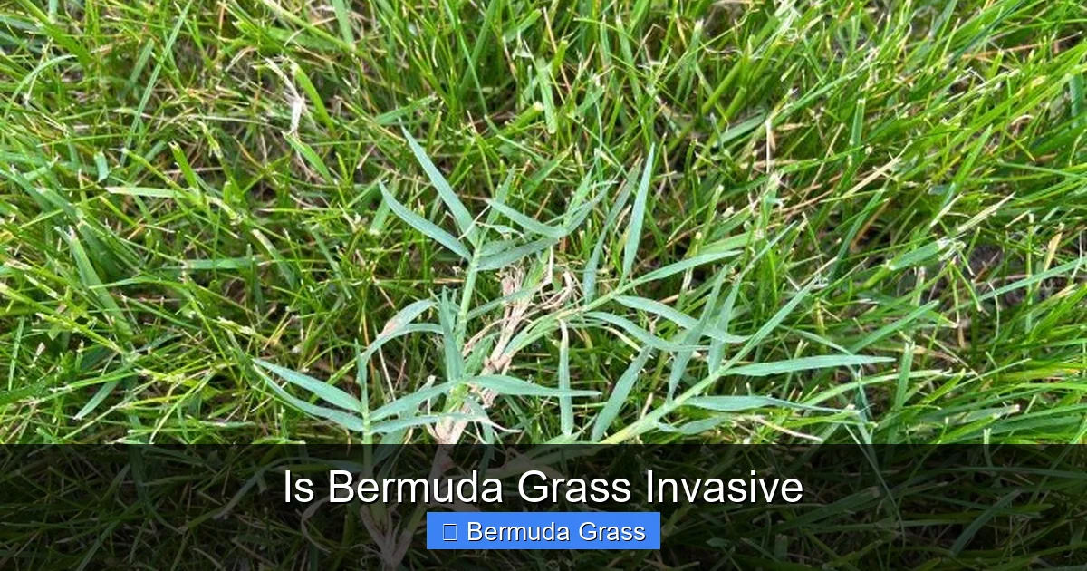 Is Bermuda Grass Invasive