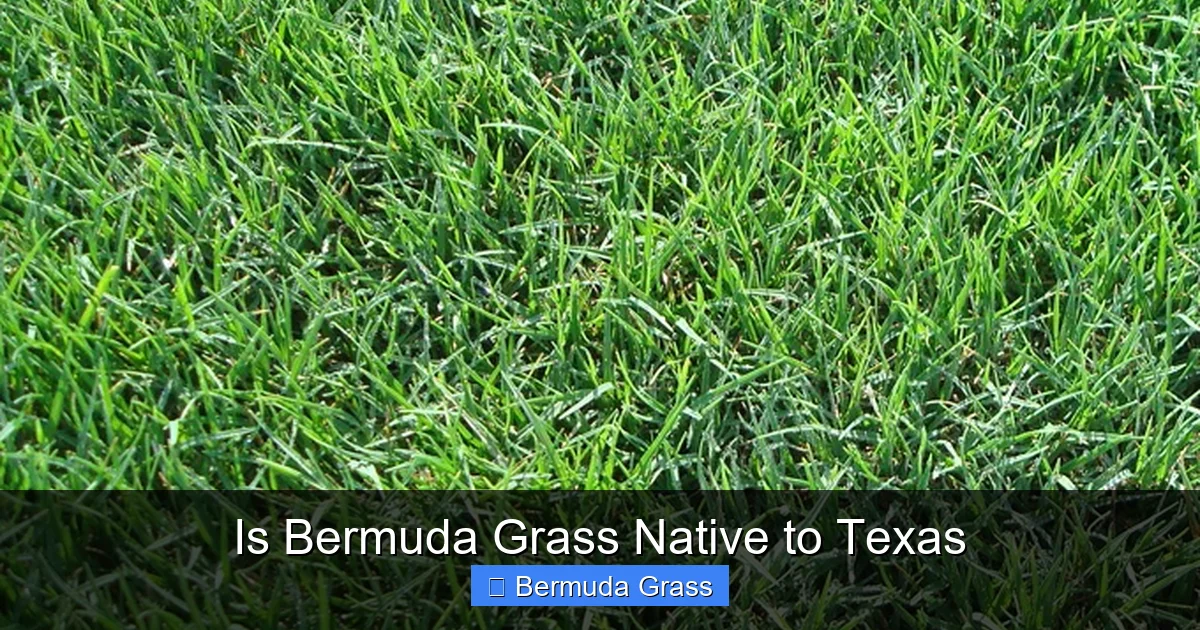Is Bermuda Grass Native to Texas