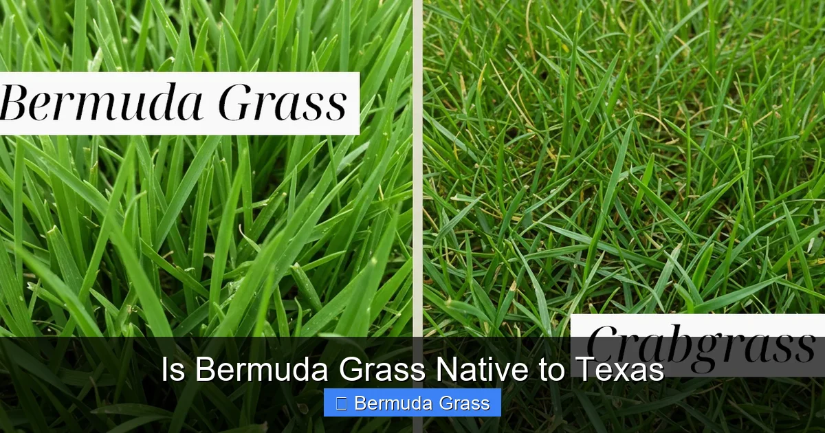 Is Bermuda Grass Native to Texas