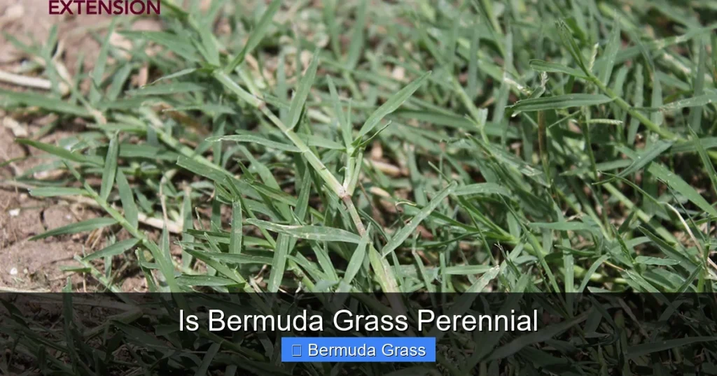 Is Bermuda Grass Perennial