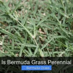 Is Bermuda Grass Perennial