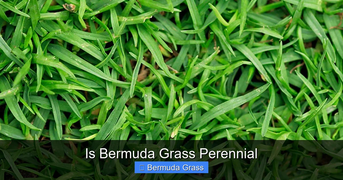 Is Bermuda Grass Perennial