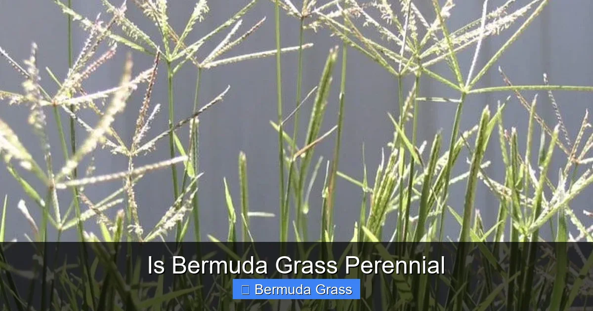 Is Bermuda Grass Perennial