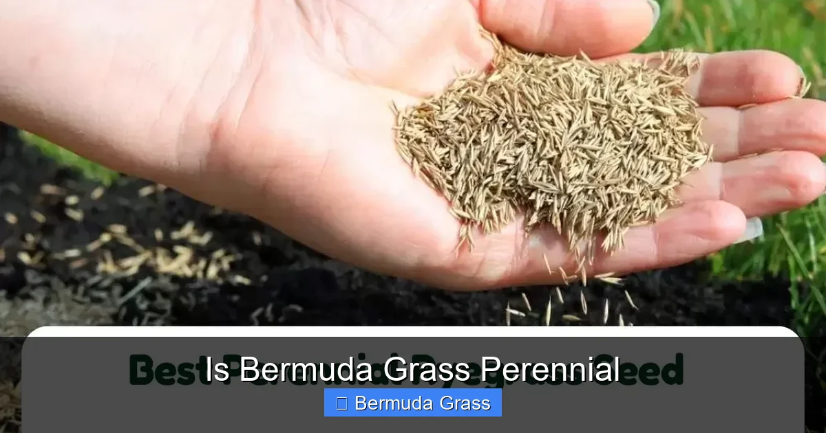 Is Bermuda Grass Perennial