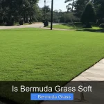 Is Bermuda Grass Soft