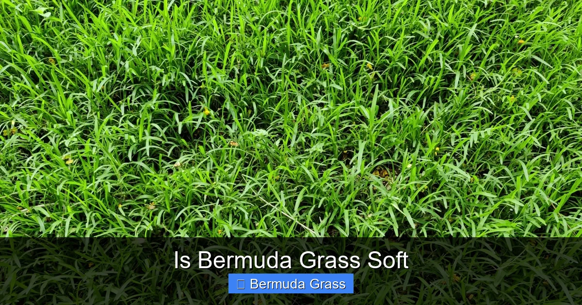 Is Bermuda Grass Soft