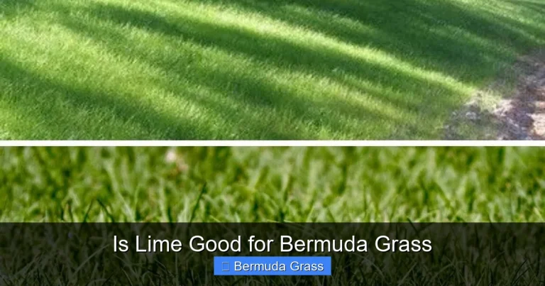 Is Lime Good for Bermuda Grass