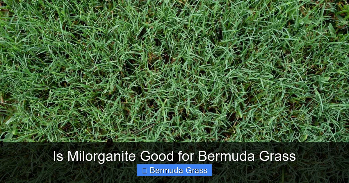 Is Milorganite Good for Bermuda Grass
