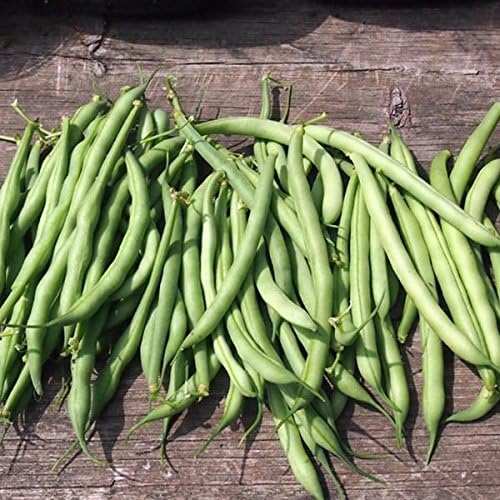 Palm Beach Medicinal Herbs - Old Homestead Kentucky Wonder Pole Bean -
