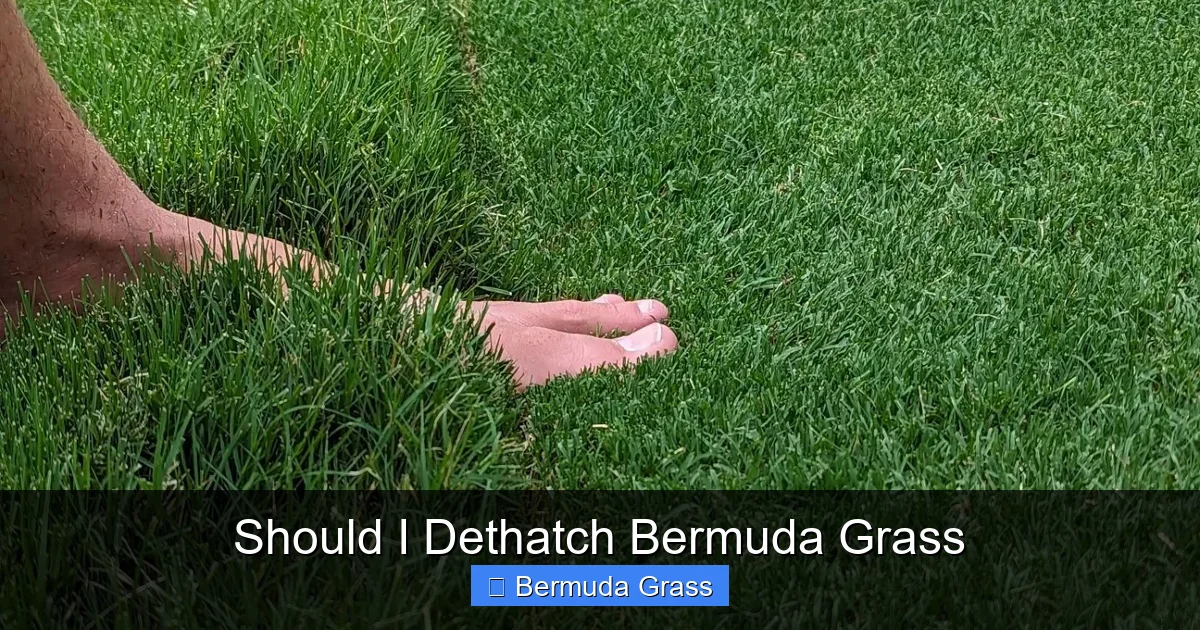 Should I Dethatch Bermuda Grass