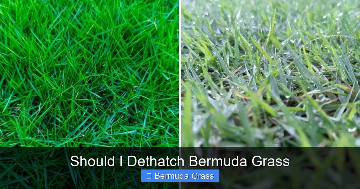 Should I Dethatch Bermuda Grass