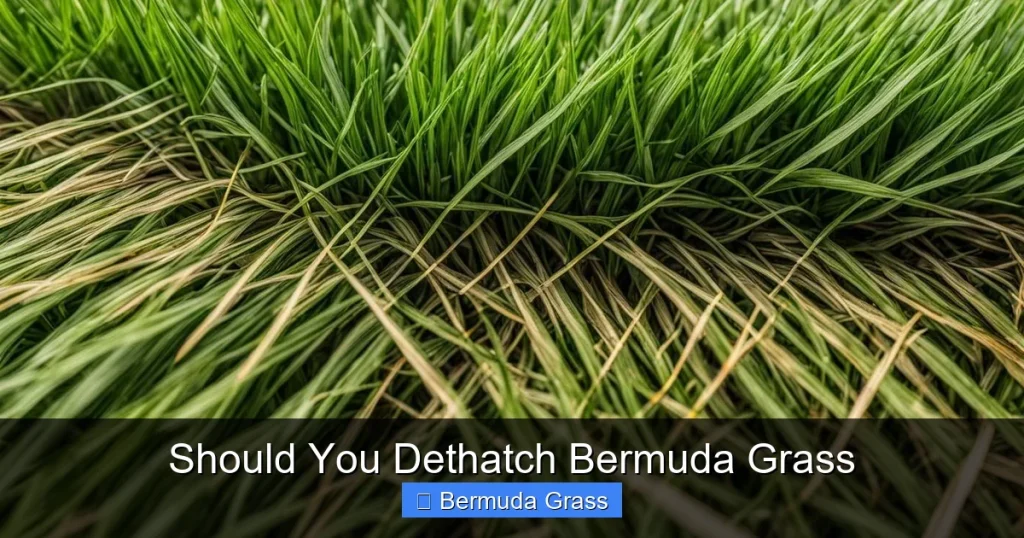 Should You Dethatch Bermuda Grass