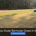 Should You Scalp Bermuda Grass in the Spring
