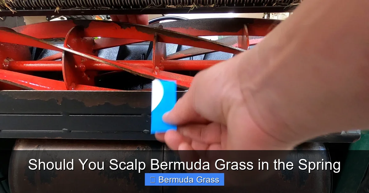 Should You Scalp Bermuda Grass in the Spring