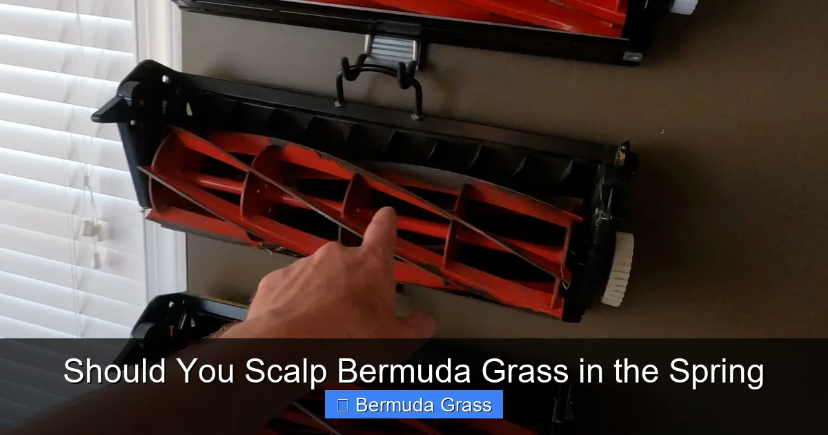 Should You Scalp Bermuda Grass in the Spring