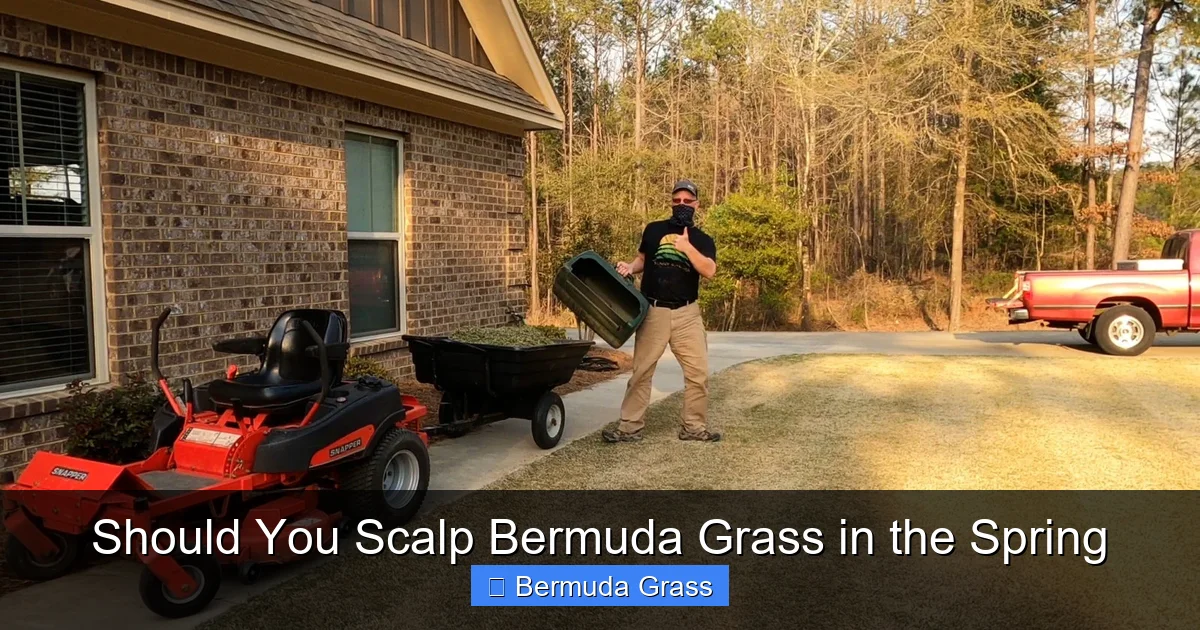 Should You Scalp Bermuda Grass in the Spring