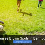 What Causes Brown Spots in Bermuda Grass